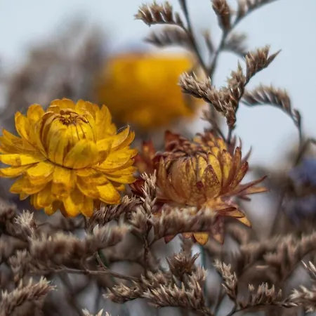 Cosy, De Apartamento