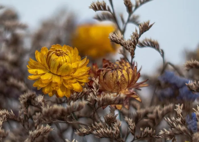 Cosy, De Appartement